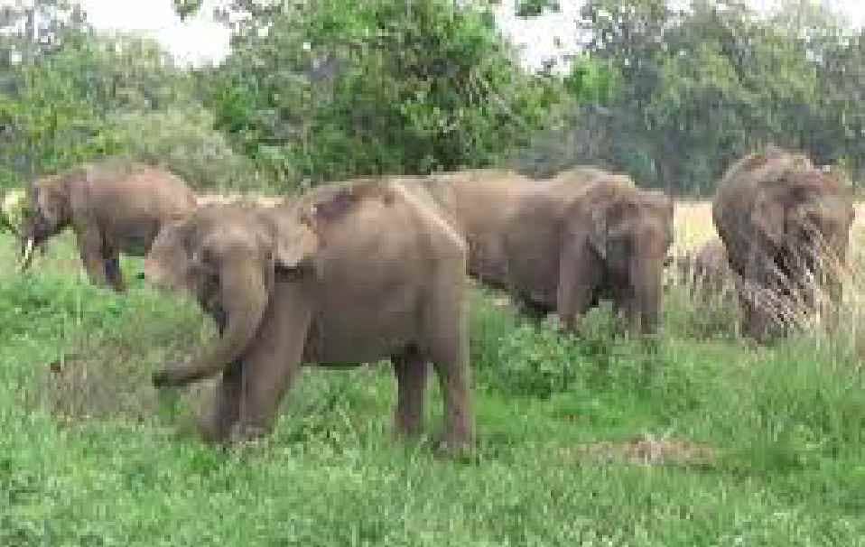 क्या जंगली जानवरों के शिकार को दिया जा सकता है कानूनी जामा? मौजूदा नीतियां और एक्सपर्ट की क्या है राय