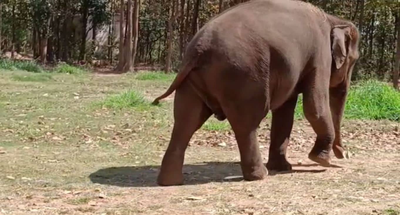 लोहरदगा : हाथी के हमले से अब तक जा चुकी सात लोगों की जान, मुआवजा बांटने में लगी है वन विभाग