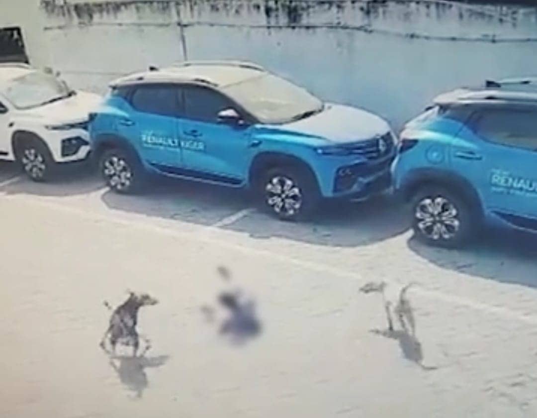 4 साल के मासूम को कुत्तों के झुंड ने दबोचा, जानिए क्या हुआ आगे