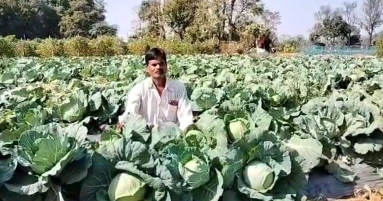 बदली खेती की सूरत, व्यावसायिक खेती से किसानों को मिल रहा दोहरा लाभ