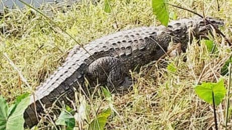रिहायशी इलाके में नजर आया मगरमच्छों का झुंड, दहशत में ग्रामीण 