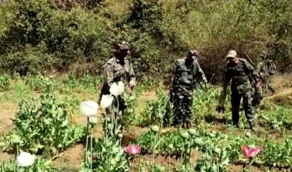 लोहरदगा: नक्सलियों ने शुरू की अफीम की खेती, पुलिस ने किया नष्ट