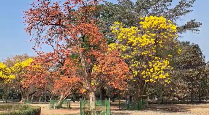 इस होली फूल से बने ऑर्गेनिक रंगों का करें इस्तेमाल, त्वचा को नहीं होगा नुकसान