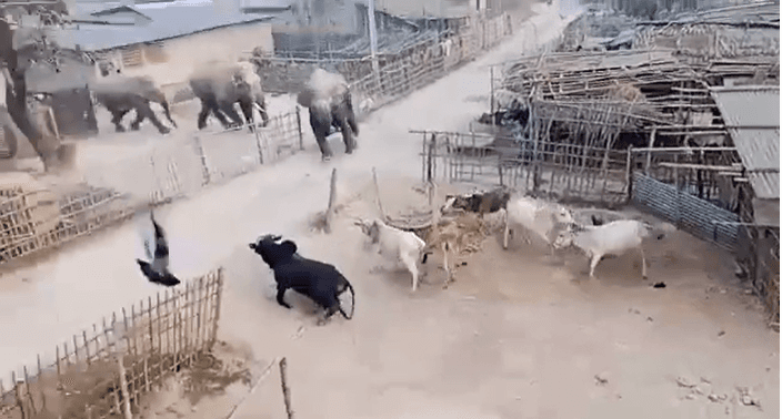 किशनगंज  में हाथियों ने मचाया उत्पात, ग्रामीणों में दहशत 