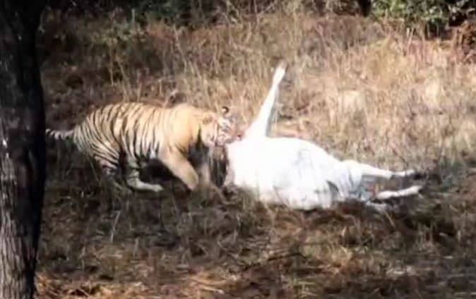 वीटीआर में बाघ ने गाय को बनाया शिकार, आप भी देखें LIVE VIDEO