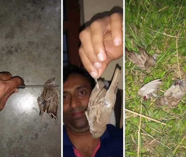 गौरैया पक्षियों को मारकर फेसबुक पर फोटो पोस्ट कर रहा एक युवक, कार्रवाई की मांग