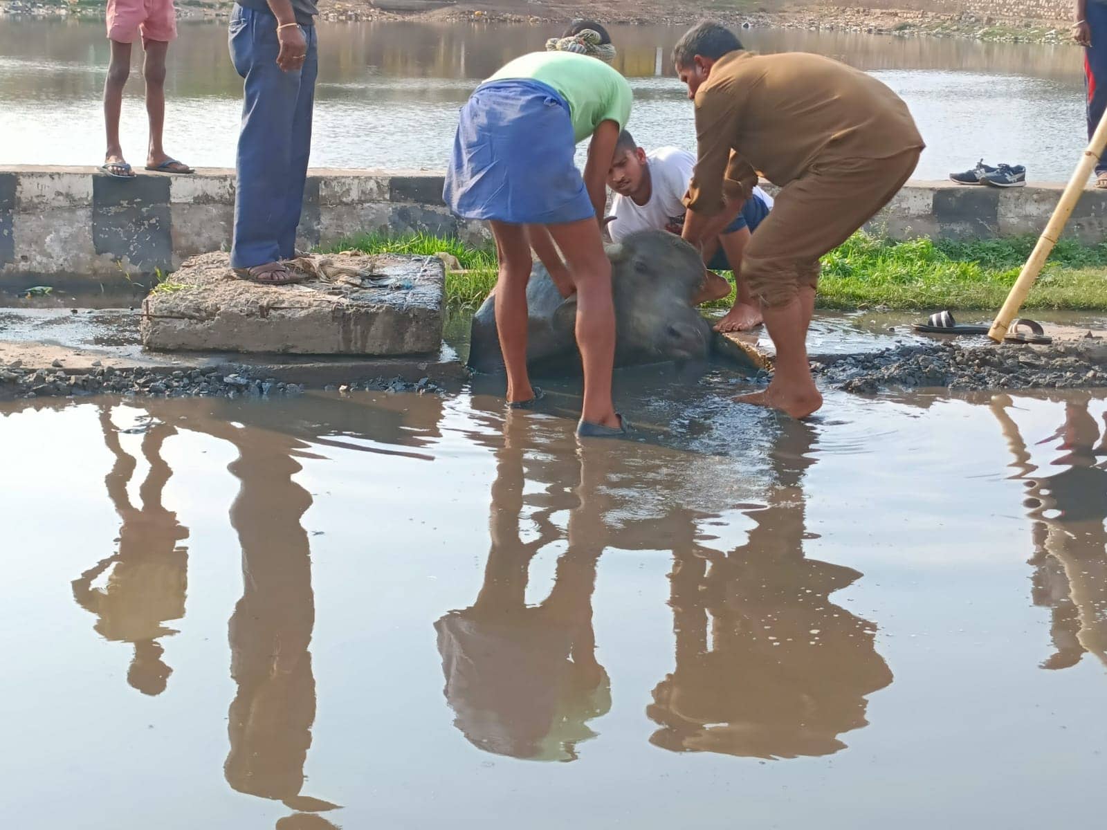 सिटी सेंटर-बरवा अड्डा मुख्य सड़क के होल में गिरी भैंस, काफी मशक्कत के बाद भैंस को गड्ढे से निकाला गया