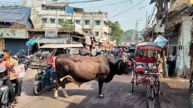 "किलर सांड" को अब गौशाला भी नहीं रखेगा,फिर धनबाद के राहगीरों की सुरक्षा कैसे होगी,पढ़िए इस रिपोर्ट में पूरा डिटेल्स 