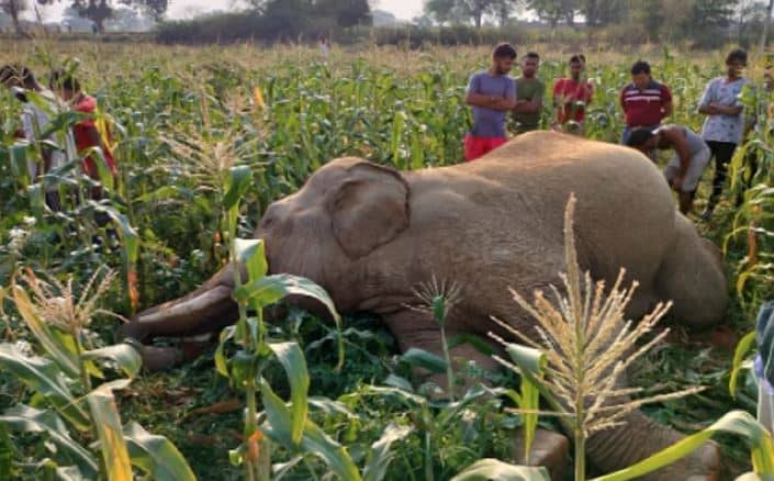 रांची : खेत में मिला जंगली हाथी का शव, लोगों ने की पूजा