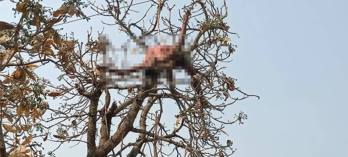 पेड़ पर चढ़े शख्स की हाई एक्सटेंशन बिजली तार की चपेट में आने से मौत, जानिए पूरी घटना