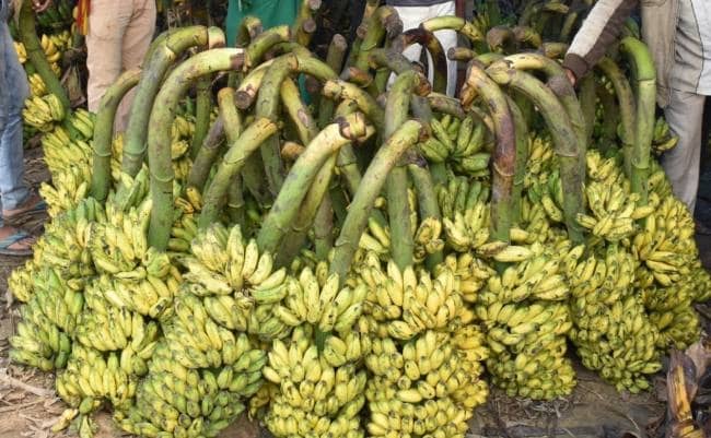 सिर्फ लिट्टी चोखा की बात मत करिए साहब, बिहार का तिलकुट, बालूशाही, चिनिया केला भी जीआई टैगिंग पाने को मचल रहे हैं, देखिए ये रिपोर्ट 