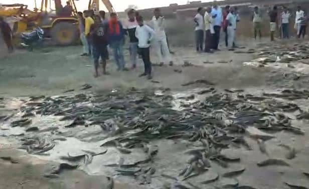 कैमूर : थाई मांगुर मछली से भरा ट्रक जब्त, आधी मछली लूट ले गए ग्रामीण, खाने से हो सकता है कैंसर