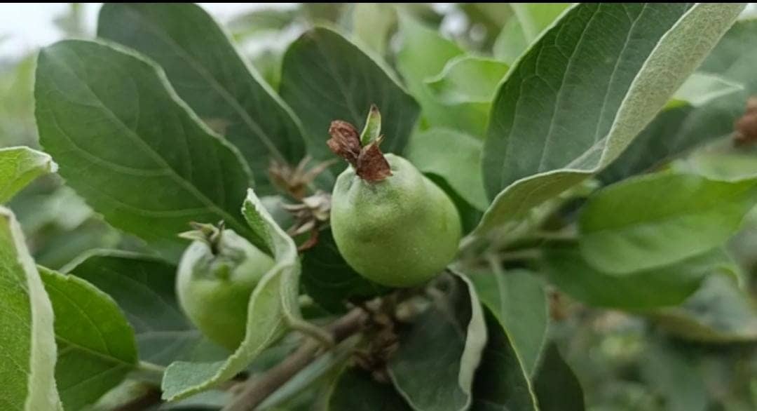 लीची केले के बाद अब बिहारी सेव खाने को हो जायें तैयार , नालंदा के किसानों ने कर दिया कमाल