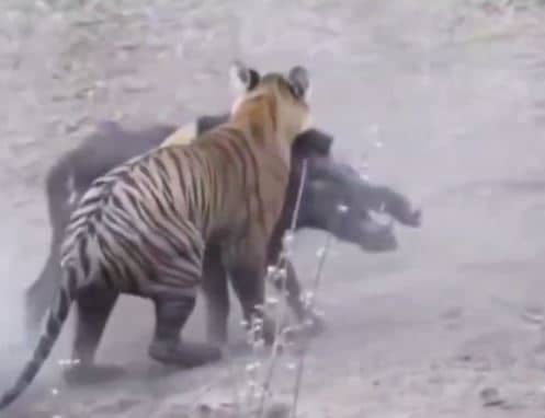 22 सेकंड में बाघ ने कर डाला काम तमाम, देख कर आप भी बोल पड़ेंगे ‘हाय राम’ देखिए VIDEO 