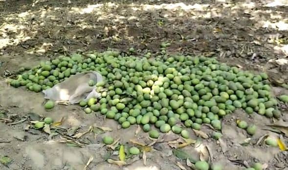 तेज आंधी-पानी से आम-लीची की फसल को भारी नुकसान, फूट-फूट कर रोए किसान 