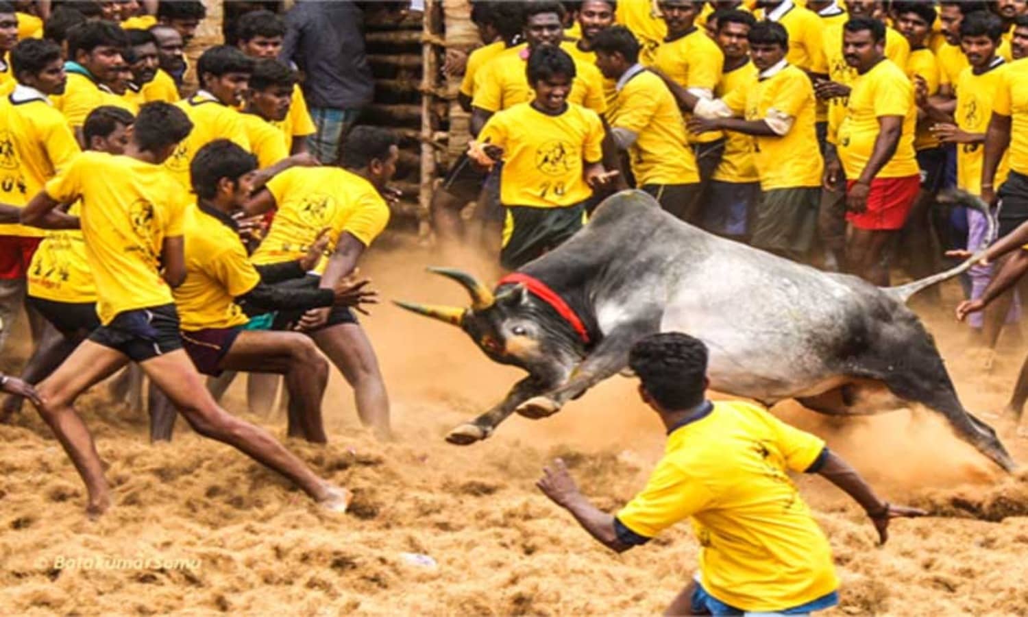 जारी रहेगा जल्लीकट्टू, बैलों की लड़ाई पर सुप्रीम कोर्ट ने कहा- यह परंपरा, संस्कृति और विरासत का हिस्सा, जानिए पूरी खबर 