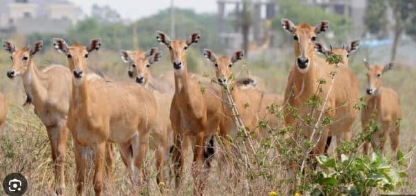 पूर्वी चंपारण में नील गायों से परेशानी बढ़ी, आंध्र प्रदेश से बुलाए गयें है शूटर, जानिए पूरी डिटेल्स  