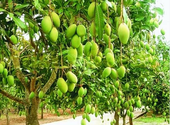 बिरसा आम बागवानी किसानों के लिए वरदान, बंजर जमीन पर इस किसान ने उगाया आम  