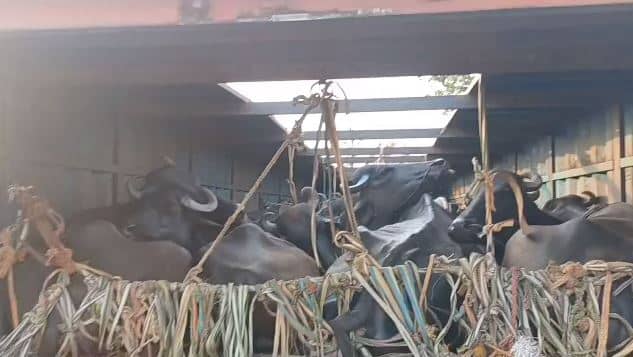 पटना में पशुओं से भरे कंटेनर को बजरंग दल के सदस्यों ने पकड़ा,  मौके से तस्कर फरार , ट्रक चालक को किया पुलिस के हवाले