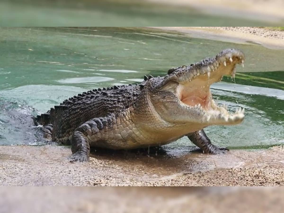गंगा नदी में मगरमच्छ ने बच्चे को बनाया शिकार, ग्रामीणों ने पीट-पीट कर ले ली मगरमच्छ की जान