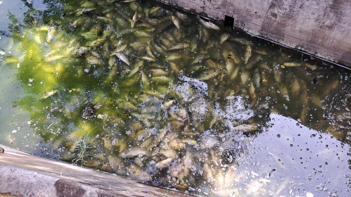 जमशेदपुर में अचानक कई क्विंटल मछलियां मरी, लोग देखकर हुए हैरान-परेशान, जानिए क्या कहती है मेडिकल टीम