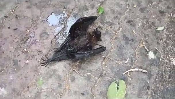 गर्मी का कहर, तड़प-तड़प कर मर रहे है चमगादड़, लोगों का सवाल इस मौत का जिम्मेवार कौन ?