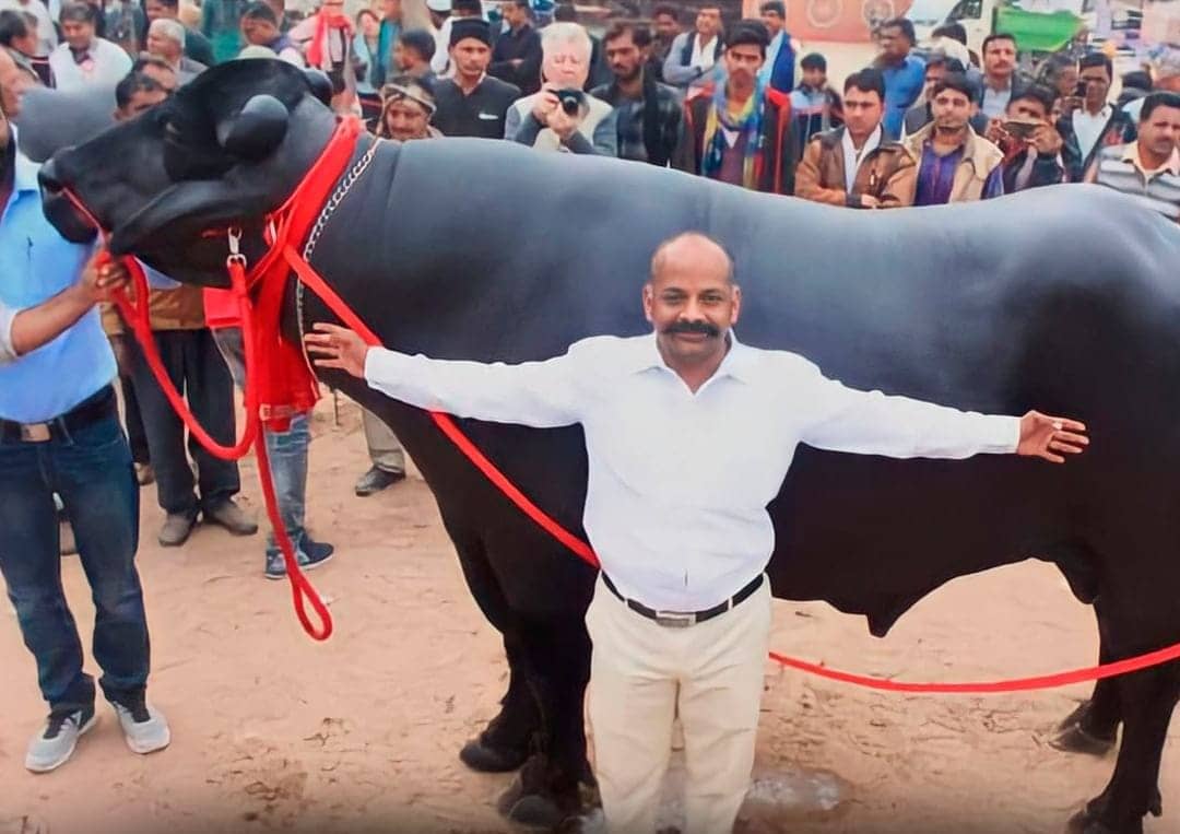 24 करोड़ है इस भैंस की कीमत, सलमान खान से लेकर विदेशी एजेंसियों ने इसपर लगाई बोली, जानिए क्या है खास