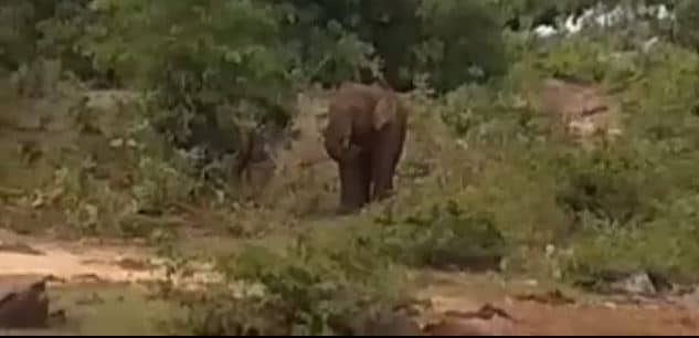 हजारीबाग के एक गांव में झुंड से बिछड़े हाथी ने मचाया उत्पात, जानिए लोगों का हाल