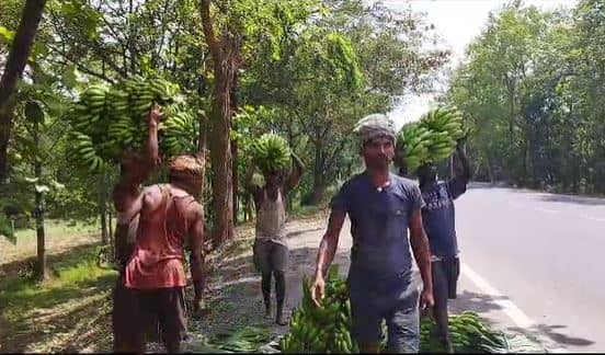 मौसम की मार और सरकार की बेरुखी से किसान परेशान, जानें क्यों केलांचल के में केले पर आई आफत