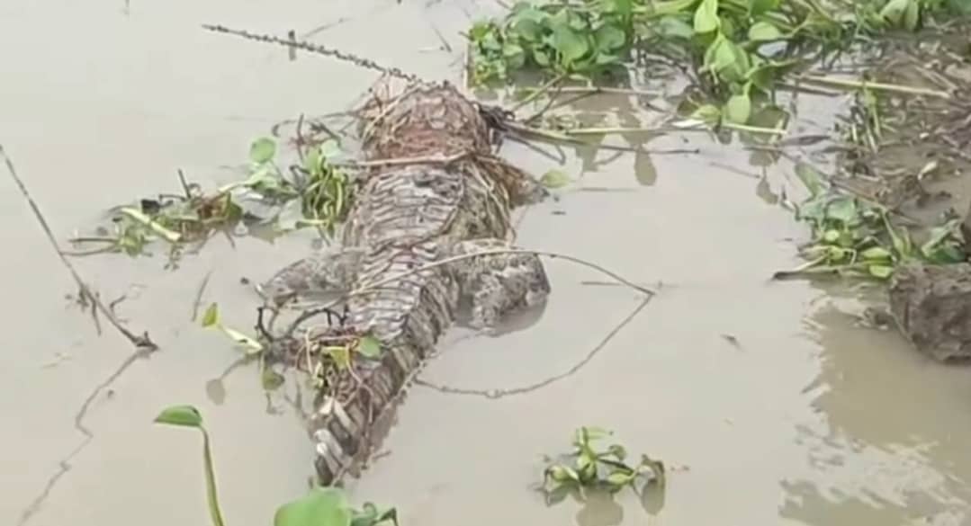 साहिबगंज: गंगा में मिला मृत मगरमच्छ, जानिए क्या खतरा है इस क्षेत्र में, लोगों को किया गया सतर्क