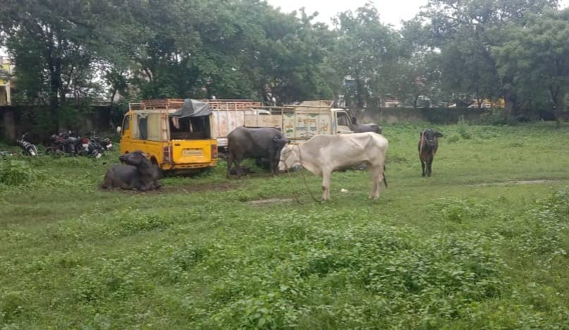 68 गोवंश को गिरिडीह पुलिस ने किया जब्त, दर्जन भर से अधिक तस्कर गिरफ्तार