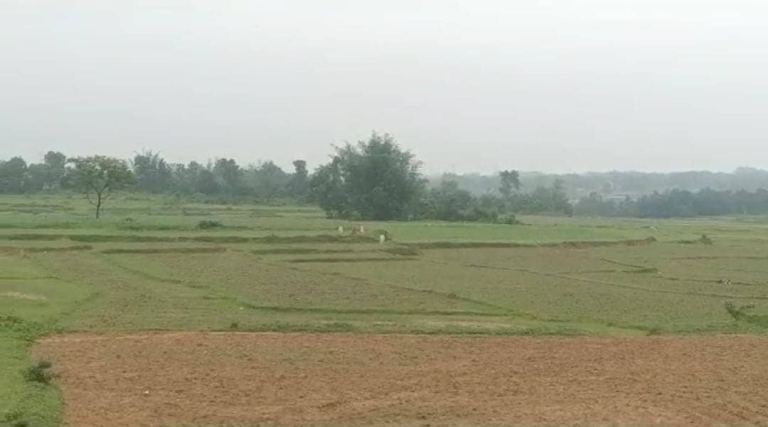 कम बारिश से मायूस है गुमला के किसान, धान की खेती करना हुआ मुश्किल