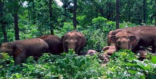 नही थम रहा जंगली हाथियों का आतंक, 73 साल के एक बुजुर्ग की पटक-पटक कर ले ली जान