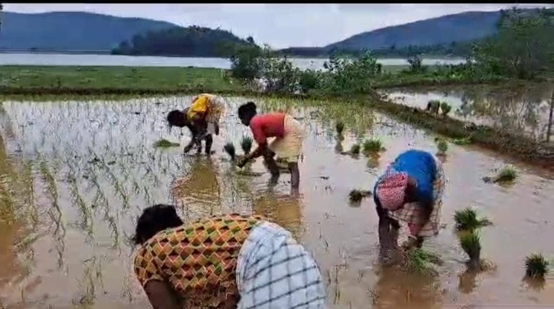जमशेदपुर में धान की रोपाई में तेजी, जानें कृषि विभाग ने किसानों को कैसे पहुंचाई मदद