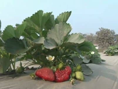 इंजीनियर की नौकरी छोड़ पलामू के दीपक ने शुरू की खेती, बंजर जमीन से कमा रहा लाखों रुपए