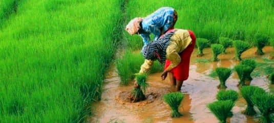 मानसून की बेरूखी से अन्नदाताओं के चेहरे बुझे, झारखंड के आधे से अधिक खेतों में अभी भी नहीं हो सकी धान की रोपाई.