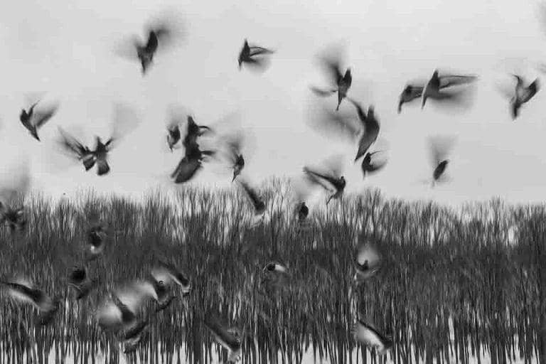 अजब-गजब: इस रहस्यमयी वैली में पक्षी करते हैं सामूहिक आत्महत्या, वजह जान हो जाएंगे हैरान