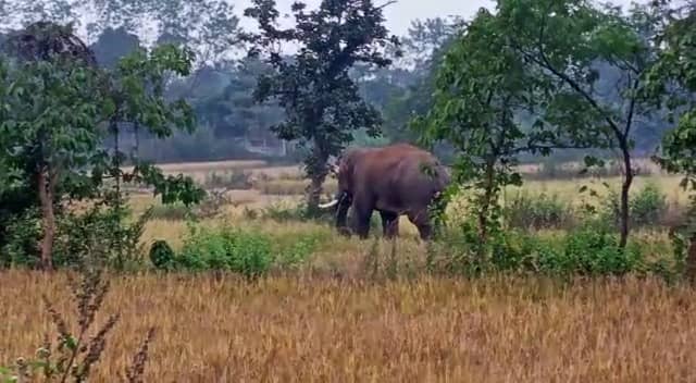 महुआ शराब पी कर मतवाला हुआ हाथी, रिहायशी इलाके में मचाया उत्पात