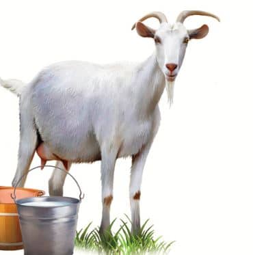 डेंगू का असर, बकरी के दूध की कीमत पहुंची 1000 रुपए किलो