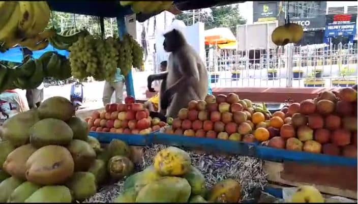 यह अंगूर मीठे हैं, और देखते ही देखते बंदर ने चट कर दिया 2 किलो से ज्यादा अंगूर