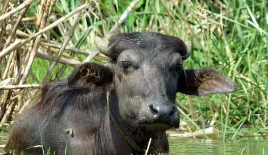 58 साल पहले की थी भैंस की चोरी, पुलिस ने अब किया गिरफ्तार, बूढा हो गया है आरोपी  