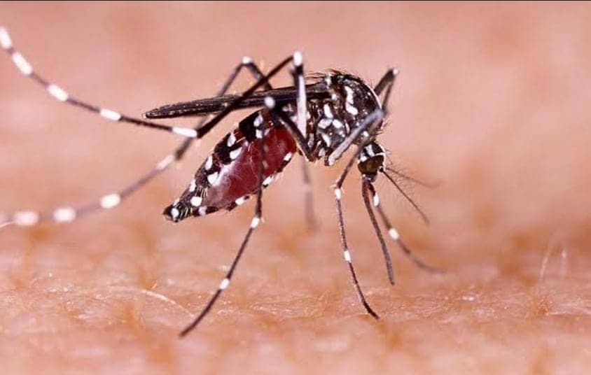 सावधान! डेंगू के नये वैरिएंट स्ट्रेन DEN 2 की पुष्टि, जानें इसके दस खतरनाक लक्षण   