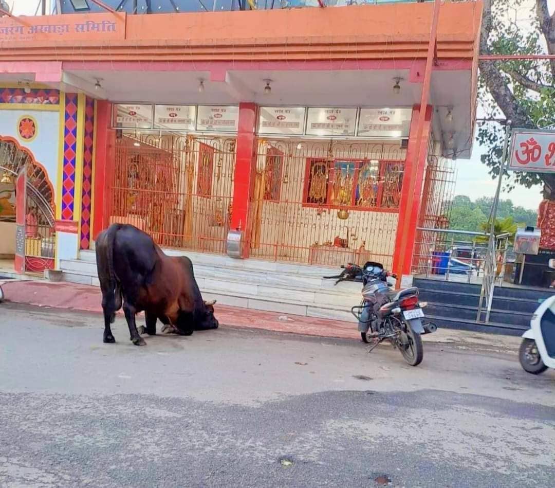 भोले की अद्भूत भक्ति  देख हैरान हुए लोग, पढ़ें कैसे भगवान शंकर को दंडवत प्रणाम करने रोज मंदिर आते नंदी महाराज   