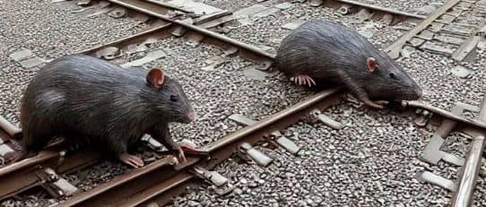 रेलवे ने चूहों को पकड़ने के लिए तीन साल में खर्च किए 69 लाख रुपए, हर चूहे को पकड़ने में लगे 41 हजार