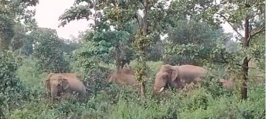 बोकारो जिले में नहीं थम रहा जंगली हाथियों का उत्पात, दहशत में जिंदगी जीने को मजबूर ग्रामीण