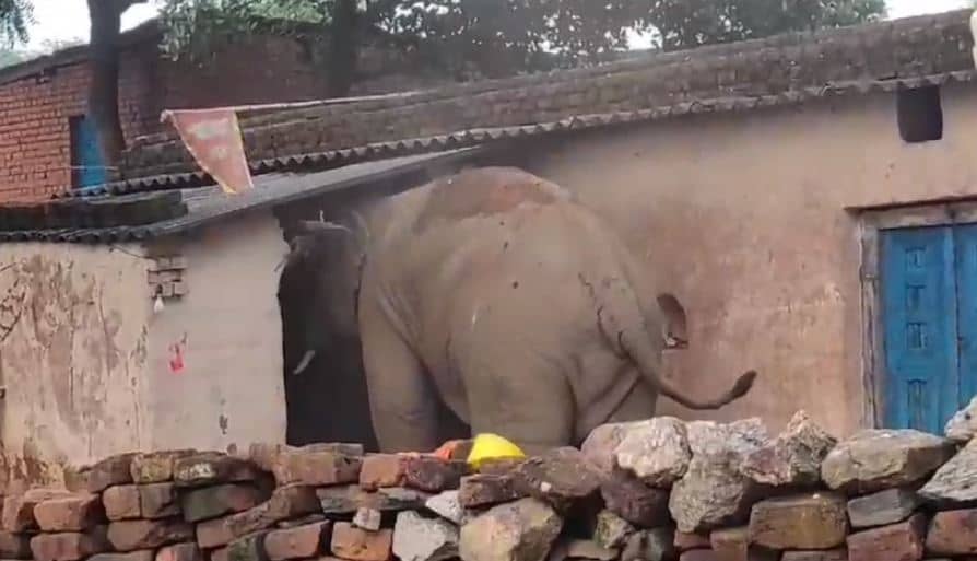 झारखंड में हाथियों का आतंक जारी, हजारीबाग, रामगढ़ में लगातार मचा रहा उत्पात,वन विभाग ने कसी कमर