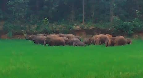 बोकारो में नहीं थम रहा गजराज का आतंक, अब गोमिया में घूम रहा जंगली हाथियों का झुंड, दहशत में जी रहे ग्रामीण