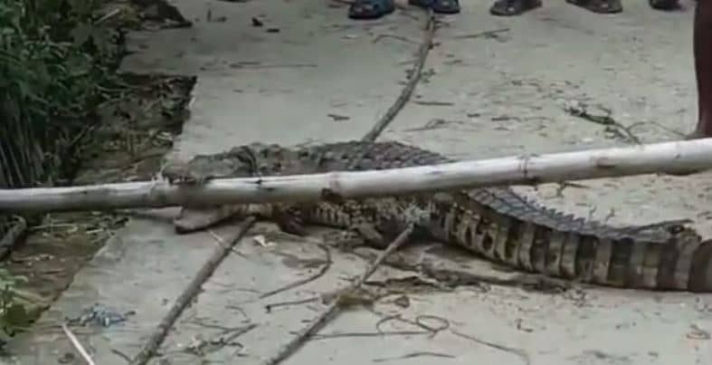 चंपारण: मगरमच्छ के झुंड ने इलाके के तालाबों में डाला डेरा, दहशत में ग्रामीण