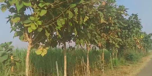 झारखंड का एक बदकिस्मत गांव, जहां आजादी के बाद से सिर्फ एक युवक ही मैट्रिक किया पास, जानिए आखिर क्या है वजह