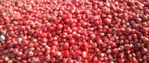 प्याज ने आंखों में आंसू लाना कर दिया शुरु, 57 फीसदी तक बढ़ी कीमतें, जानिए सरकार बफर स्टॉक से दिलायेगी कैसे निजात